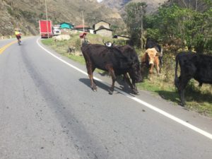Roadmates--cows, trucks and people