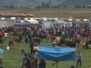 Friday cattle market, Anta